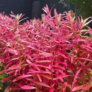 Rotala Magenta (Macrandra var. narrow leaf) - BUY3GET1FREE - Live Aquarium Plant AquaScape