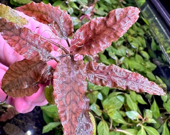 Hellfire Bucephalandra Pot - Buce Live Aquarium Plant Aquascape