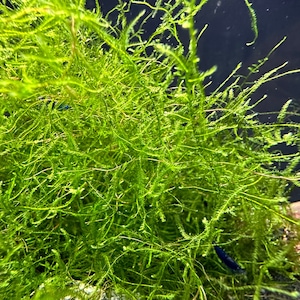 Java Moss (Taxiphyllum Barieri) -BUY3GET1FREE- Live Foreground Plant Moss