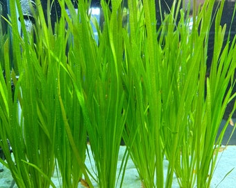 Vallisneria Spiralis - BUY3GET1FREE - Planta de acuario viva AquaScape