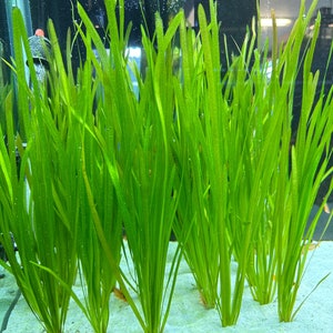 Vallisneria Spiralis BUY3GET1FREE Live Aquarium Plant AquaScape image 1