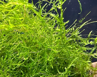 Java Moss (Taxiphyllum Barieri) -BUY3GET1FREE- Live Foreground Plant Moss