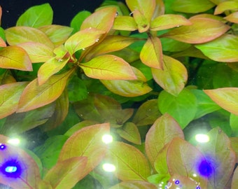 Broad-Leaf Ludwigia (Ludwigia Repens) - BUY3GET1FREE - Live Red Aquarium Plant