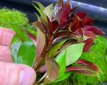 Ludwigia Ruby Sp. 'Dark Red' (Ludwigia Repens) - BUY3GET1FREE - Live Red Aquarium Plant