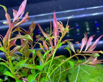 Ludwigia Arcuata x6 (Quantity Discount) Live Red Aquarium Plant