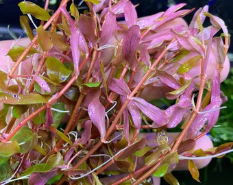 Rotala Vietnam "H’ra" - BUY3GET1FREE - Live Aquarium Plant AquaScape