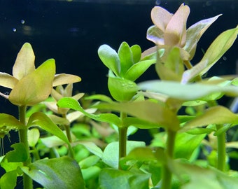 Bacopa (Bacopa Caroliniana) - BUY3GET1FREE - Live Aquarium Plant