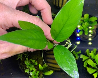 ANUBIAS FRAZERI - BUY3GET1FREE - Live Aquarium Plant AquaScape