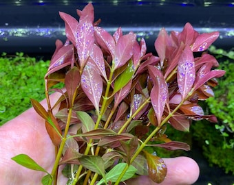 LUDWIGIA PALUSTRIS - BUY3GET1FREE- Live Red Aquarium Plant