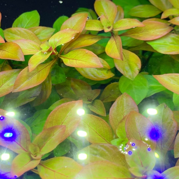 Broad-Leaf Ludwigia (Ludwigia Repens) - BUY3GET1FREE - Live Red Aquarium Plant