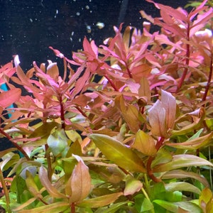 Ammania Gracilis x6 (Quantity Discount) Live Aquarium RED Plant AquaScape