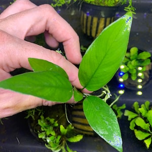 ANUBIAS FRAZERI - BUY3GET1FREE - Live Aquarium Plant AquaScape