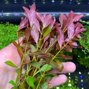 LUDWIGIA PALUSTRIS BUY3GET1FREE Live Red Aquarium Plant image 1