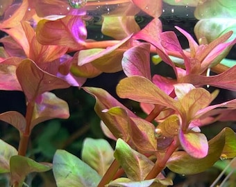 Hellfire Bucephalandra Pot - Buce Live Aquarium Plant Aquascape