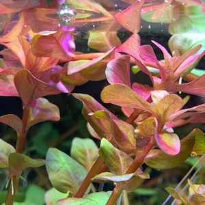 Rotala Macrandra - BUY3GET1FREE - Live Aquarium Plant AquaScape