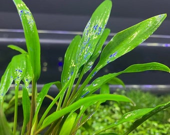 Crypt LUCENS - BUY3GET1FREE - Live Aquarium Plant AquaScape