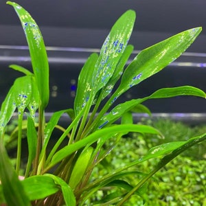 Crypt LUCENS - BUY3GET1FREE - Live Aquarium Plant AquaScape