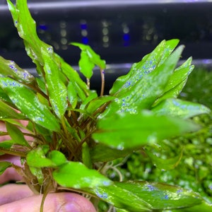 May include: A close-up of a bunch of green aquatic plants with red stems and small blue dots on the leaves.