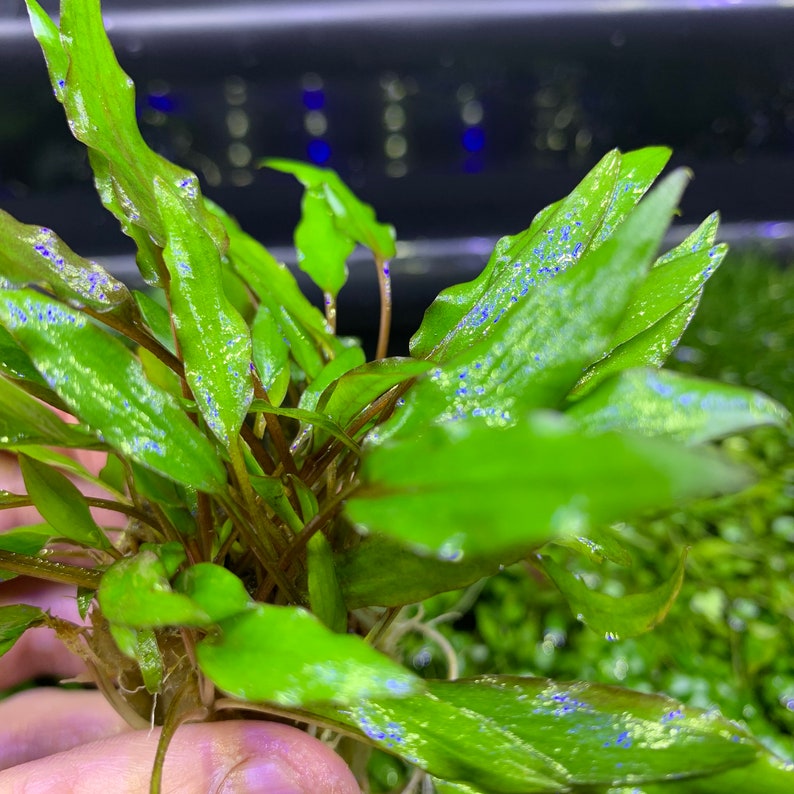 May include: A close-up of a bunch of green aquatic plants with red stems and small blue dots on the leaves.