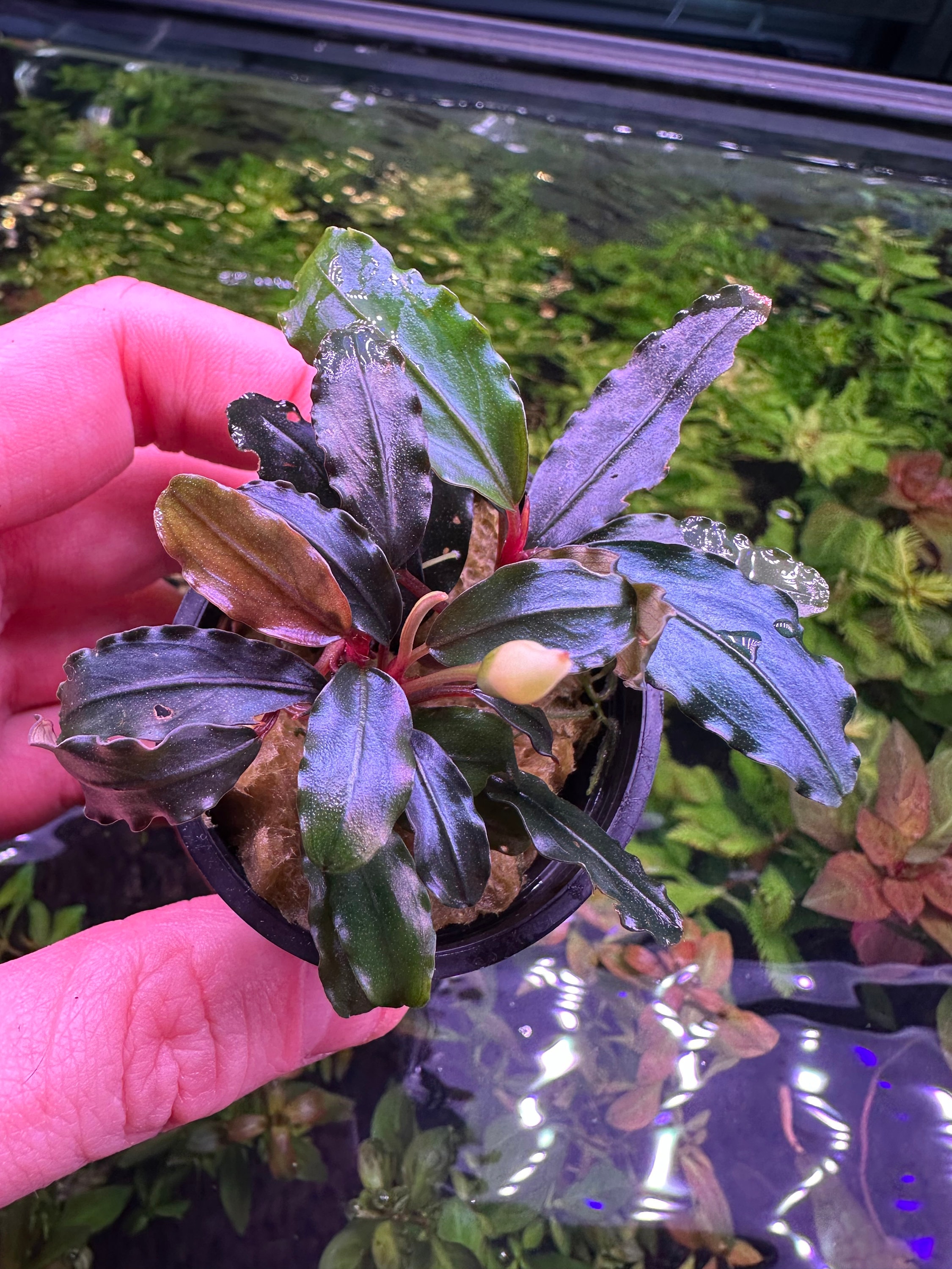 Godzilla Bucephalandra Pot - Buce Live Aquarium Plant