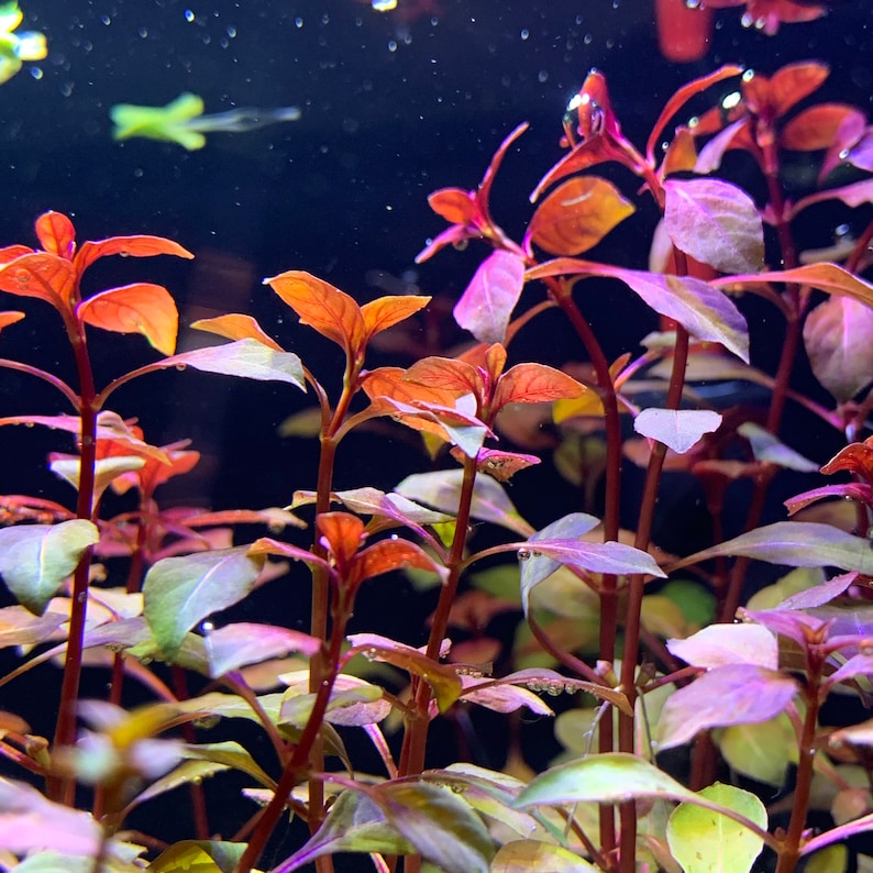 6 Premium Red Plants Assorted 30stems Live Aquarium RED Plants image 3