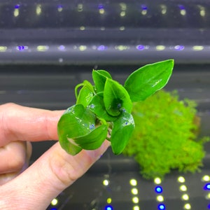 Anubias Nana Petite - BUY3GET1FREE - Live Aquarium Plant AquaScape