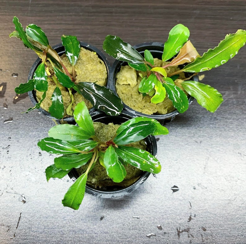 Brownie Blue Bucephalandra Pot Buce Live Aquarium Plant AquaScape Hardy Plant image 4