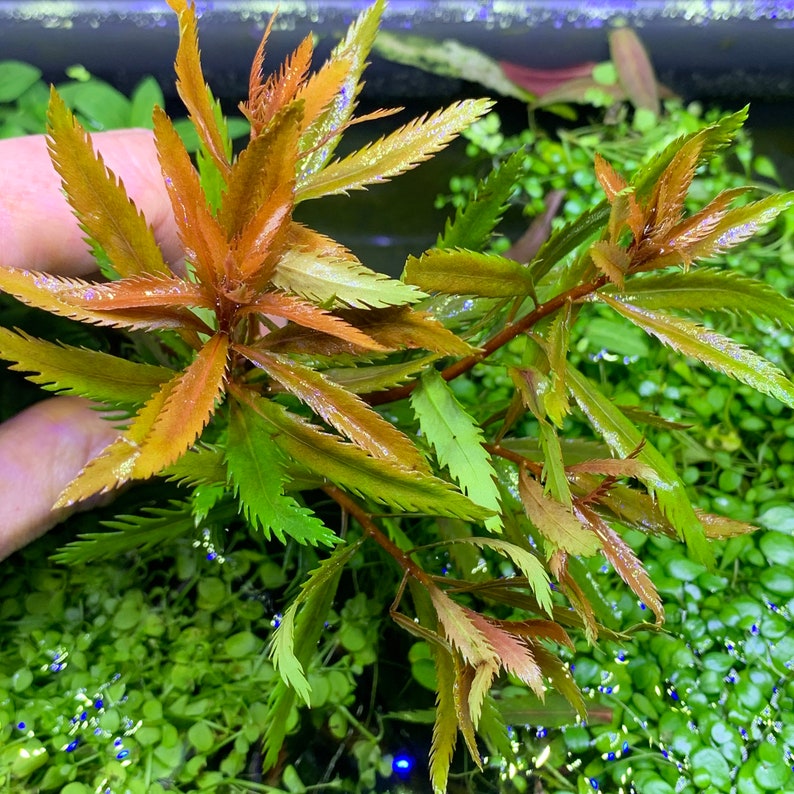 6 Premium Red Plants Assorted 30stems Live Aquarium RED Plants image 4