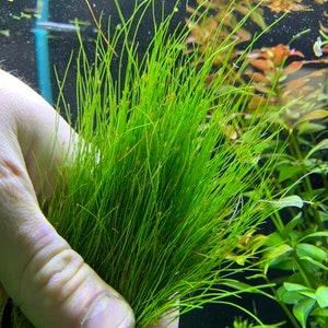 Dwarf Hairgrass Eleocharis Parvula BUY3GET1FREE Live Plant image 3