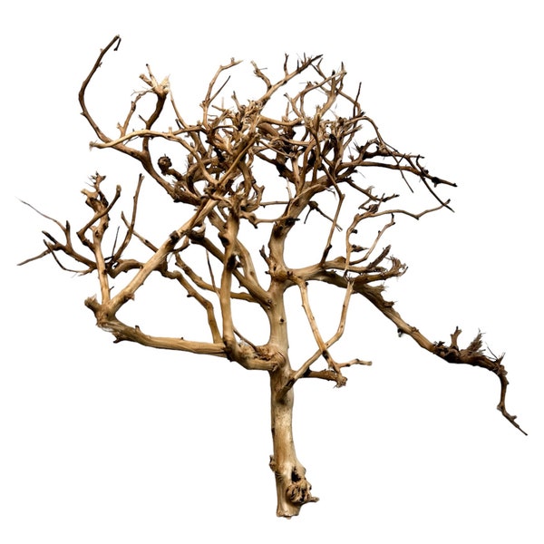 Thorndevil Driftwood - Natural Aquarium Driftwood - Safe for all aquariums