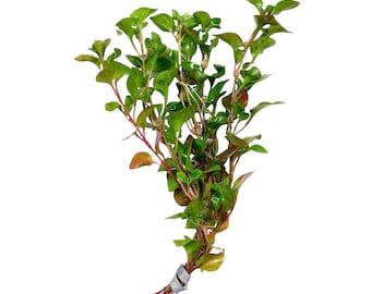 Alternanthera Ficoidea 'Red' - BUY3GET1FREE - Live Aquarium Plant AquaScape