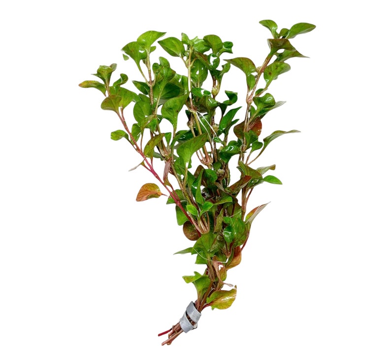 Alternanthera Ficoidea 'Red' BUY3GET1FREE Live Aquarium Plant AquaScape image 1