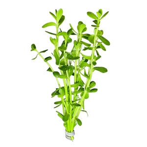 Moneywort (Brahmi) - BUY3GET1FREE - Live Aquarium Plant