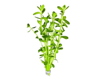 Hierba del dinero (Brahmi) - COMPRA 3 Y LLÉVATE 1 GRATIS - Planta viva para acuario