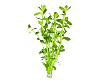 Moneywort (Brahmi) - BUY3GET1FREE - Live Aquarium Plant