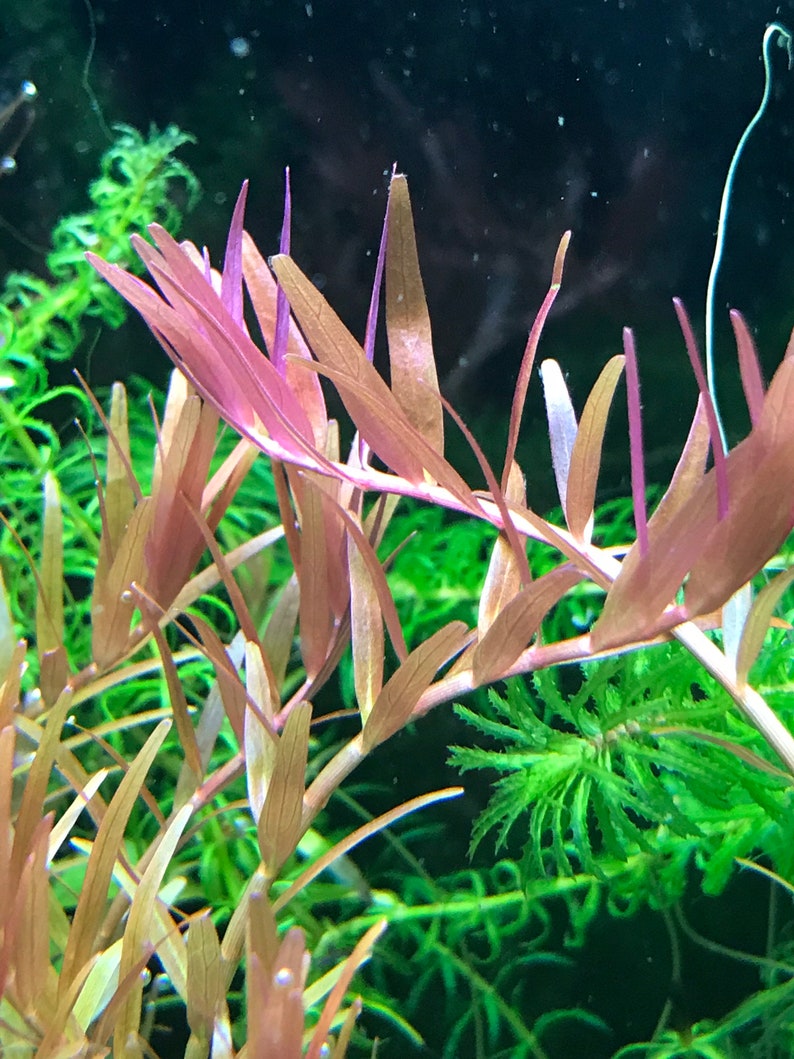 Rotala Indica BUY3GET1FREE Live Aquarium Plant image 2