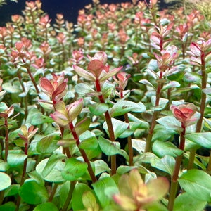 Rotala Blood Red BUY3GET1FREE Live Aquarium Plant AquaScape image 4