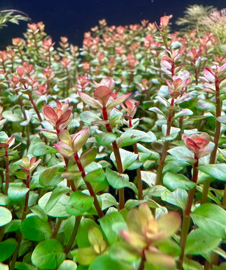 Rotala Blood Red BUY3GET1FREE Live Aquarium Plant AquaScape image 4