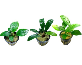 Anubias Assorted Bundle Pack of 3 Pots - Live Aquarium Plants