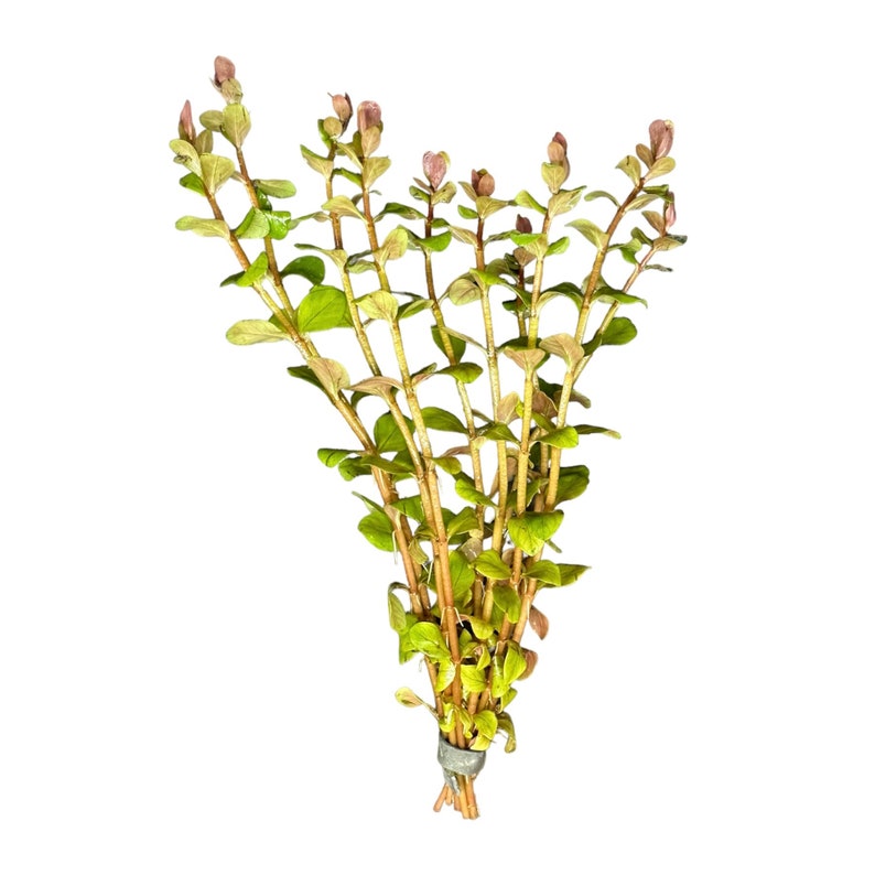 Rotala Blood Red BUY3GET1FREE Live Aquarium Plant AquaScape image 2