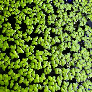 Edible Aquatic Plants - Etsy