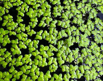 Duckweed (Lemma Minor) - buy 3 get 1 free - Live Pond Aquarium Floating Plant