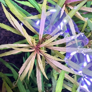 Eustralis Stellata - BUY3GET1FREE - Live Aquarium Plant AquaScape