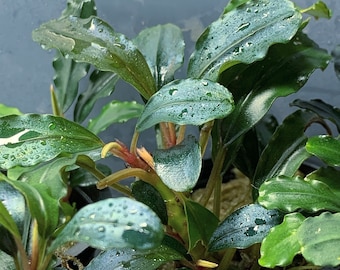 Brownie Blue Bucephalandra Pot - Buce Live Aquarium Plant AquaScape Hardy Plant