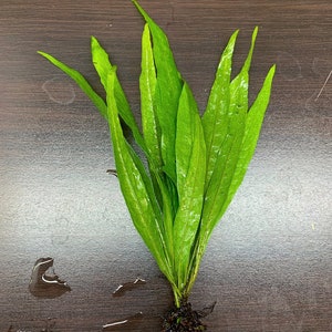 Java Fern Narrow-Leaf Microsorum pteropus 'Narrow' BUY3GET1FREE Live Aquarium Plant AquaScape image 2