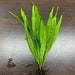 Java Fern Narrow-leaf (microsorum Pteropus 'narrow') - BUY3GET1FREE ...