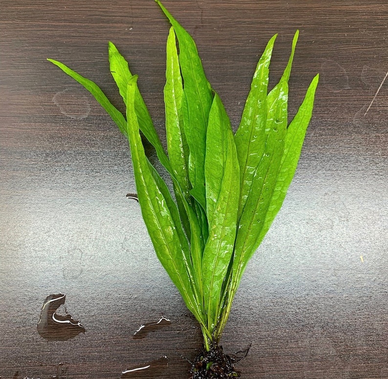 Java Fern Narrow-leaf microsorum Pteropus 'narrow' - Etsy