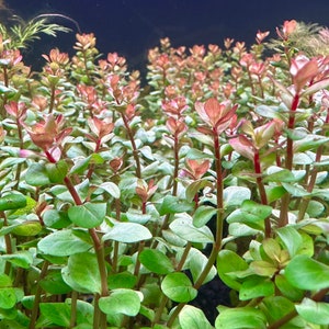 Rotala Blood Red BUY3GET1FREE Live Aquarium Plant AquaScape image 1