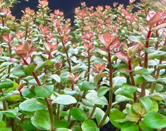 Rotala Blood Red - BUY3GET1FREE - Live Aquarium Plant AquaScape