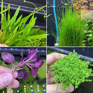 Opticase Love Grass Aquarium Grass Plants Seeds 10g About 5000+ Aquatic Leaf Carpet Water Grass Live Pond Plant Seedsfish Aquatic Water Grass Decoreas